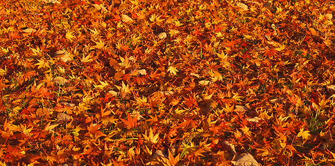 Image showing Autumn carpet