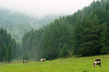 Image showing Cows pasturing on a misty meadow