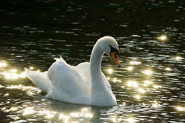 Image showing Romantic Swan