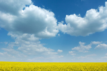 Image showing Fields of Gold