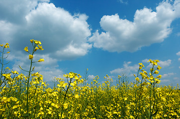 Image showing Colza field in bloom
