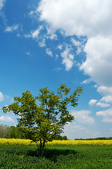 Image showing Lone tree in a field