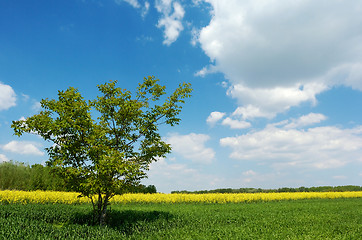 Image showing Lone tree in a field