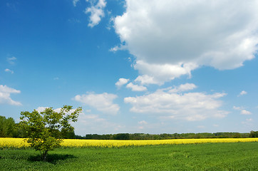 Image showing Lone tree in a field