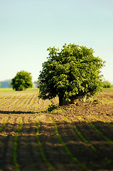 Image showing Lone tree in a field