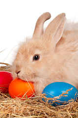 Image showing Rabbit with Easter eggs