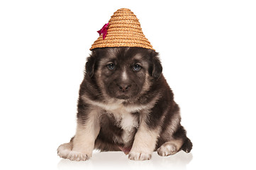 Image showing Cute puppy