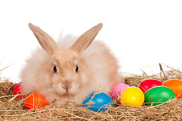 Image showing Rabbit with Easter eggs