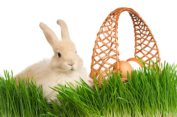 Image showing Rabbit in grass