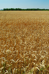 Image showing Field of ripe wheat