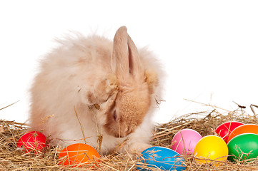 Image showing Rabbit with Easter eggs