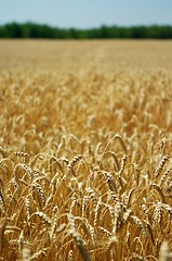 Image showing Field of ripe wheat