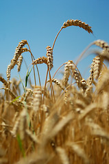 Image showing Wheat spikes