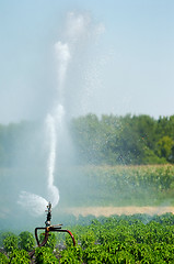 Image showing Irrigation spout in a field