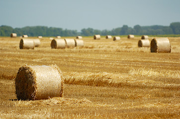 Image showing Round hay bales