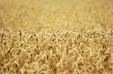 Image showing Field of ripe wheat