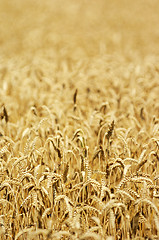 Image showing Field of ripe wheat