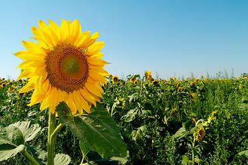 Image showing Sunflower face