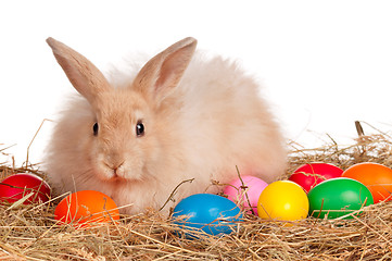 Image showing Rabbit with Easter eggs