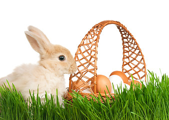 Image showing Rabbit in grass