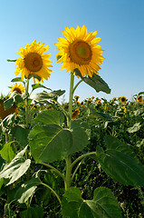 Image showing Sunflower faces