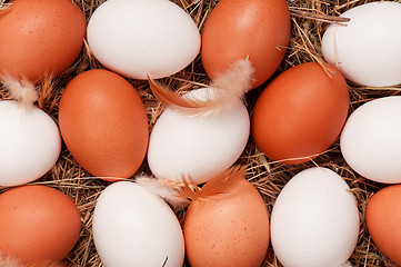 Image showing Eggs in nest