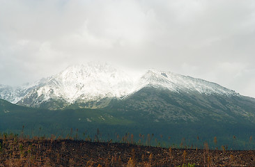 Image showing Devastated Landscape