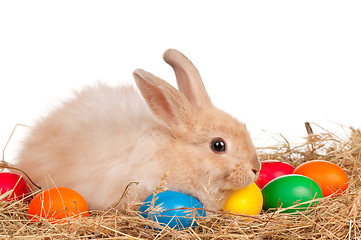 Image showing Rabbit with Easter eggs