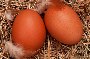 Image showing Eggs in nest