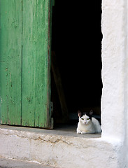 Image showing Cat in a doorway in a Cretan village