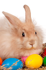 Image showing Rabbit with Easter eggs