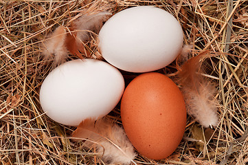 Image showing Eggs in nest