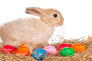 Image showing Rabbit with Easter eggs