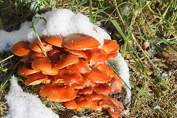 Image showing autumn mushroom with snow