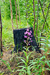 Image showing Fireweed amid charred stump