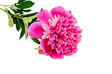 Image showing Peony pink with leaves