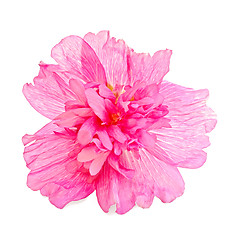 Image showing Mallow pink