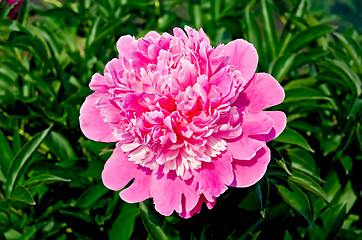 Image showing Peony pink in the garden