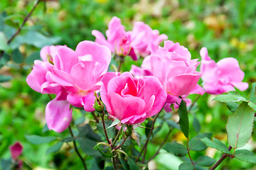 Image showing Rose pink bush