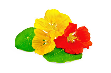 Image showing Nasturtium yellow and red with leaf