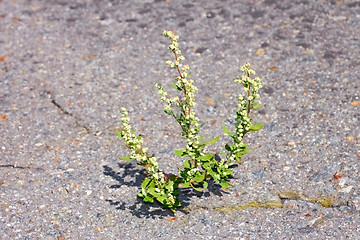 Image showing Quinoa plant on asphalt