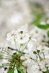 Image showing Spring blossoms