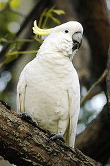 Image showing white parrot