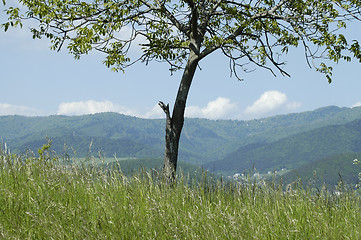 Image showing isolated tree