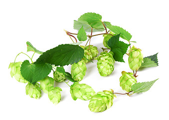 Image showing Blossoming hop on white background