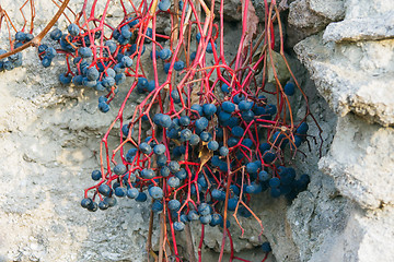 Image showing wild vines against the wall