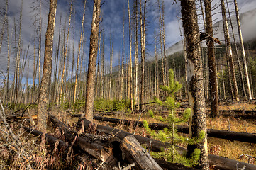 Image showing Forest Fire Banff Canada