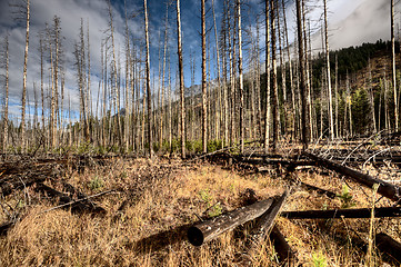 Image showing Forest Fire Banff Canada