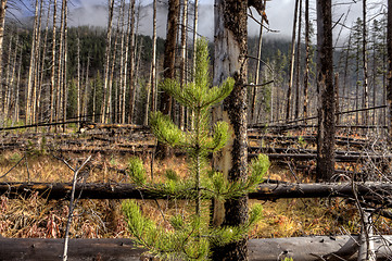 Image showing Forest Fire Banff Canada