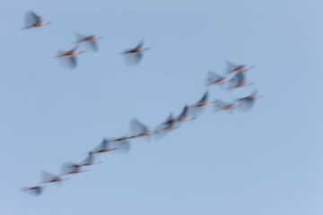 Image showing Panned image of birds cormorant